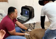 Programa de melhoramento genético beneficia criadores de ovinos de Casa Nova