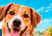 Encontro sobre bem-estar animal em Juazeiro é adiado para a próxima semana