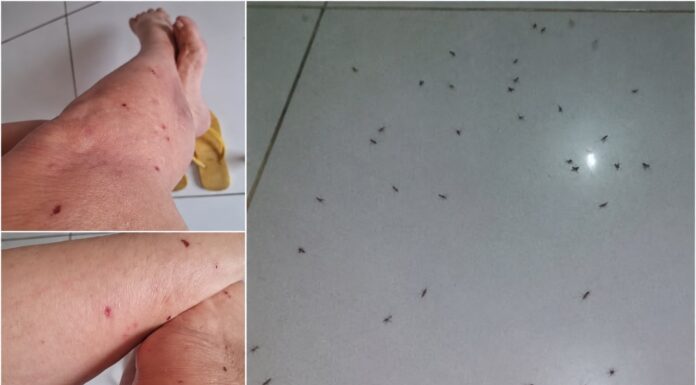 Moradores de Juazeiro voltam a reclamar do aumento das muriçocas: “O prefeito vai esperar a tal obra de revitalização dos canais para agir?”