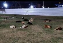 Faltam políticas públicas: Leitor flagra grupo de cães em um único trecho da Orla 2 de Juazeiro