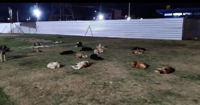 Faltam políticas públicas: Leitor flagra grupo de cães em um único trecho da Orla 2 de Juazeiro