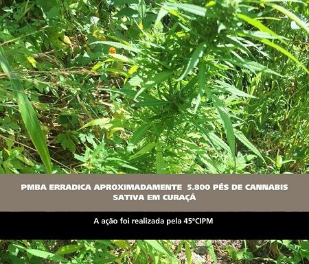 PMBA erradica aproximadamente 5.800 pés de maconha em Curaçá
