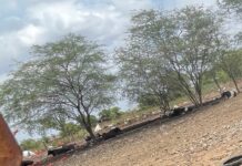 Moradora do bairro Tabuleiro, em Juazeiro, reclama de mau cheiro causado por criação de animais próximo às residências e clama por uma solução ao poder público
