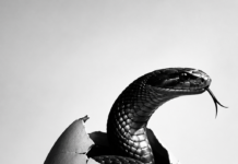 “O ovo da serpente”: as sombras do nazismo e os sinais de intolerância no pós eleições do Brasil”, por Sibelle Fonseca