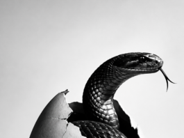 “O ovo da serpente”: as sombras do nazismo e os sinais de intolerância no pós eleições do Brasil”, por Sibelle Fonseca