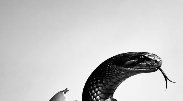 “O ovo da serpente”: as sombras do nazismo e os sinais de intolerância no pós eleições do Brasil”, por Sibelle Fonseca